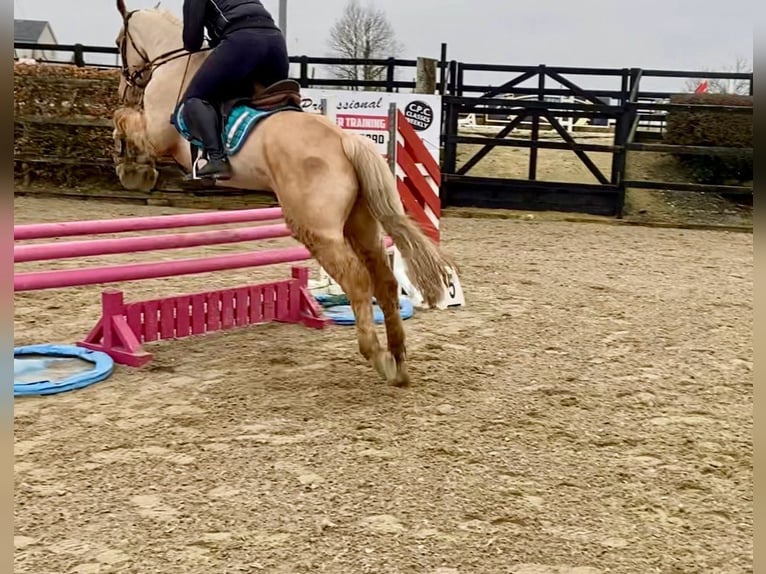 Connemara Caballo castrado 6 años 148 cm Palomino in Sligo