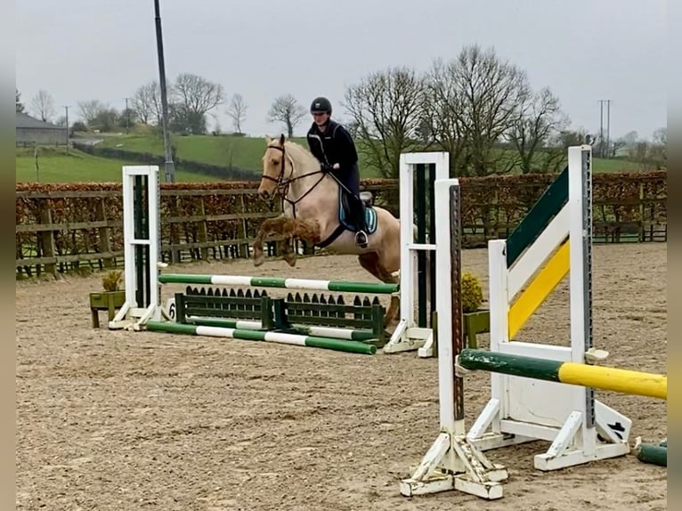 Connemara Caballo castrado 6 años 148 cm Palomino in Sligo