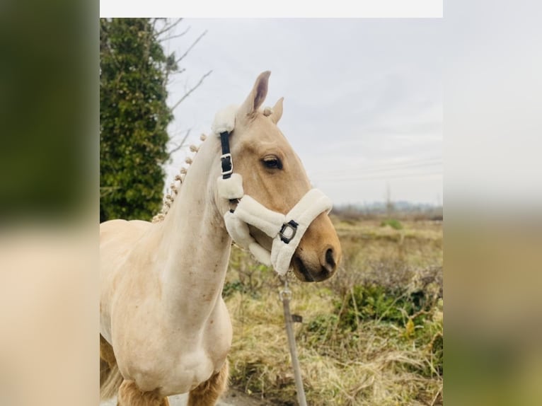 Connemara Caballo castrado 6 años 148 cm Palomino in Sligo