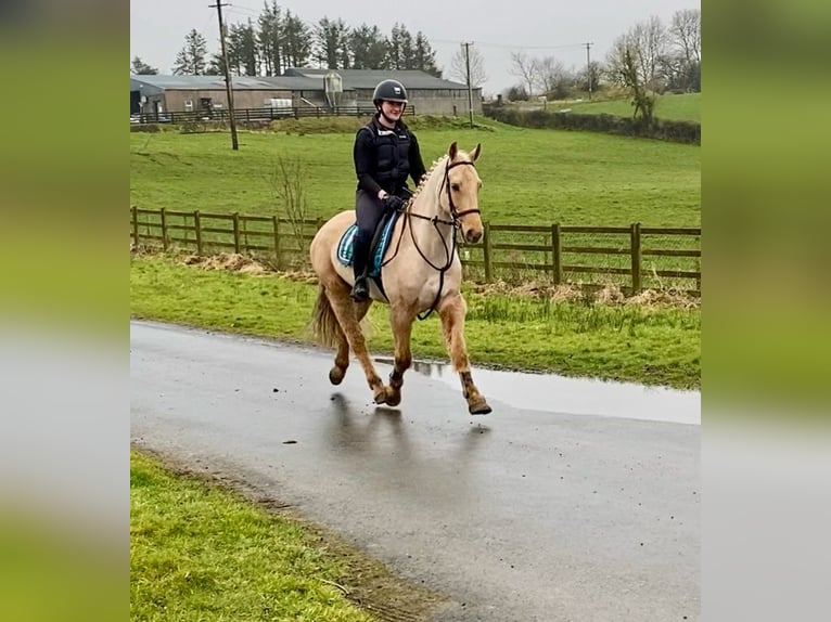 Connemara Caballo castrado 6 años 148 cm Palomino in Sligo