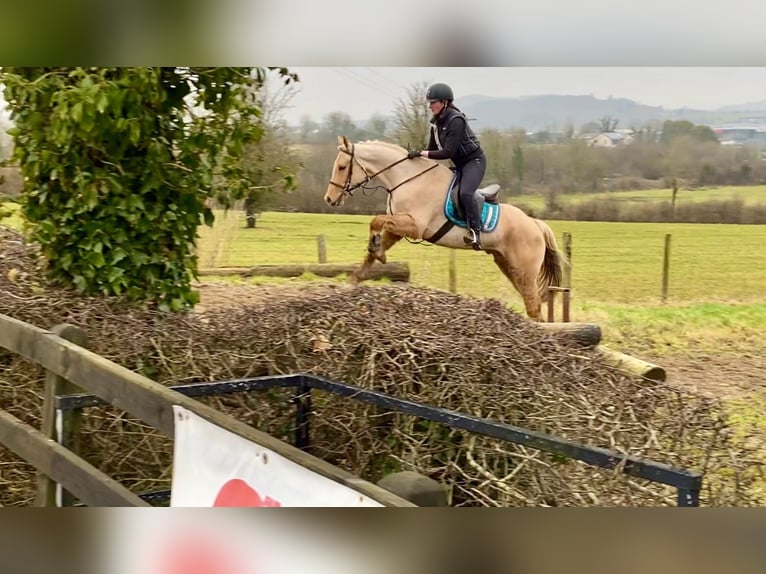 Connemara Caballo castrado 6 años 148 cm Palomino in Sligo