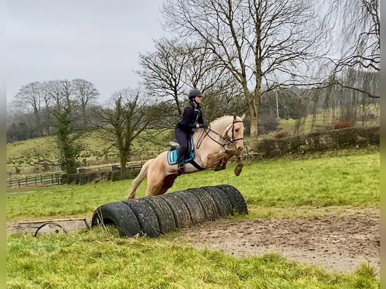 Connemara Caballo castrado 6 años 148 cm Palomino in Sligo