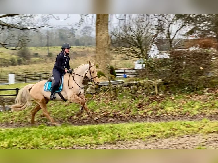 Connemara Caballo castrado 6 años 148 cm Palomino in Sligo