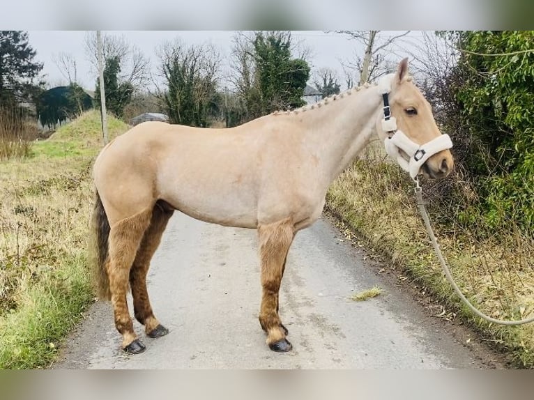 Connemara Caballo castrado 6 años 148 cm Palomino in Sligo