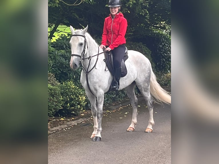 Connemara Mestizo Caballo castrado 6 años 148 cm Tordo in Monaghan