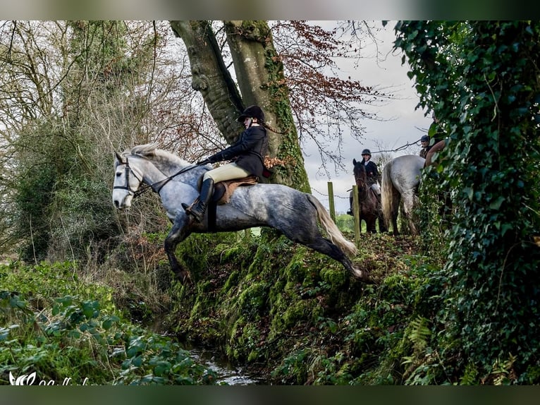 Connemara Mestizo Caballo castrado 6 años 148 cm Tordo in Monaghan