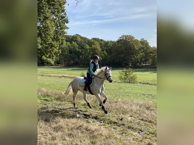 Connemara Caballo castrado 6 años 148 cm Tordo in Delbrück