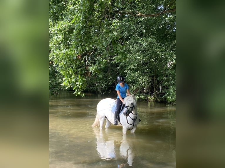 Connemara Caballo castrado 6 años 148 cm Tordo in Delbrück