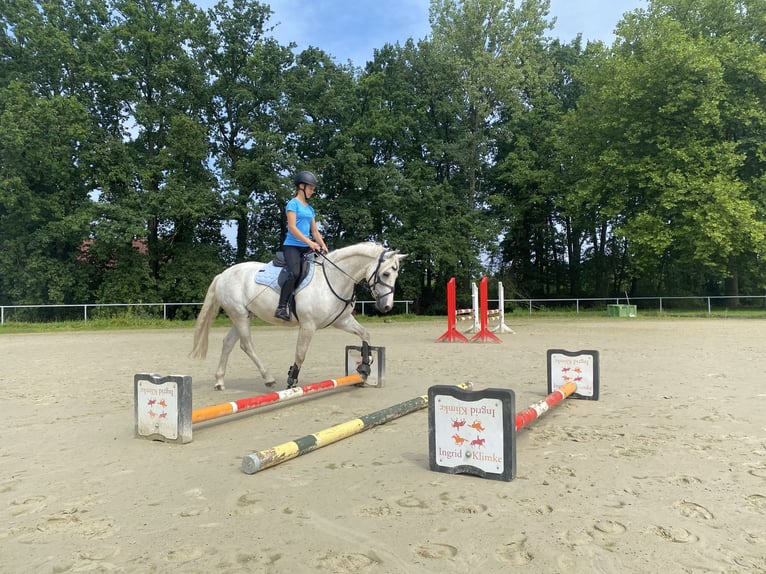 Connemara Caballo castrado 6 años 148 cm Tordo in Delbrück