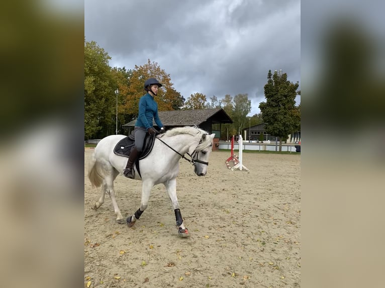 Connemara Caballo castrado 6 años 148 cm Tordo in Delbrück