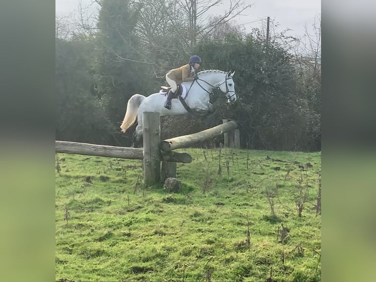 Connemara Caballo castrado 6 años 148 cm Tordo rodado in Kildare