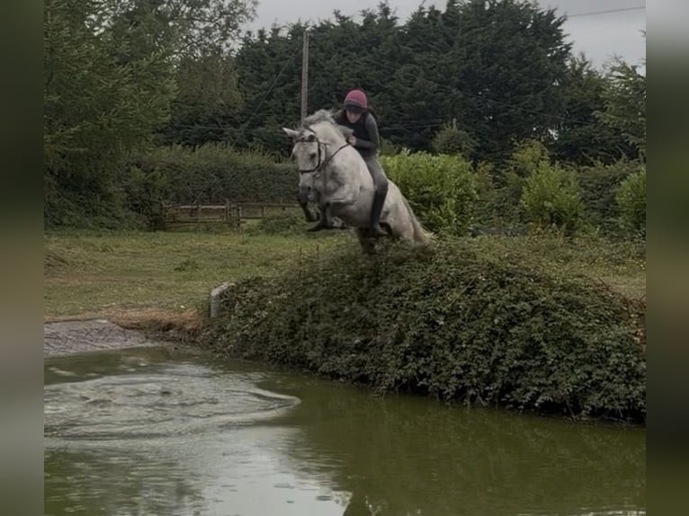 Connemara Caballo castrado 6 años 148 cm Tordo rodado in Kildare