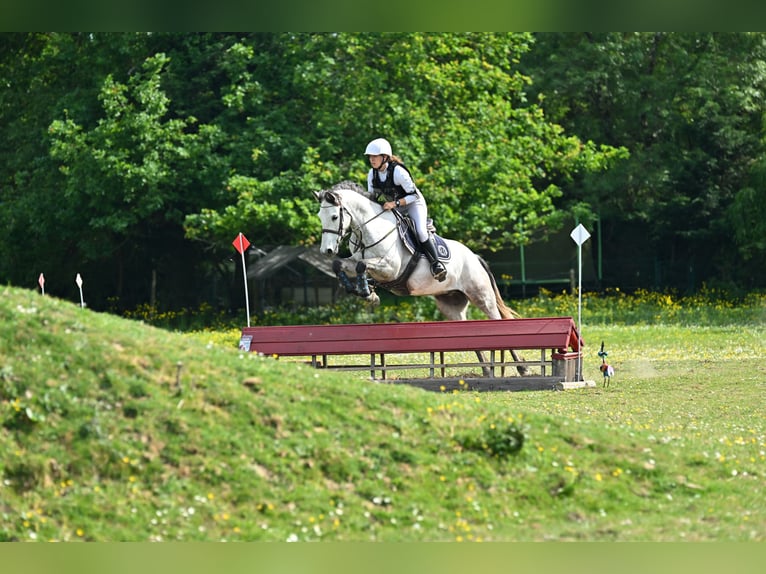 Connemara Caballo castrado 6 años 149 cm Tordo in Nort-sur-Erdre