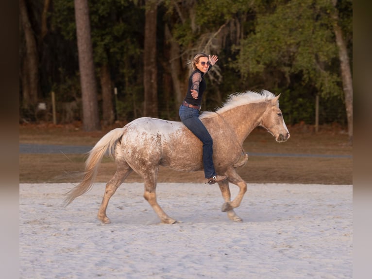 Connemara Mestizo Caballo castrado 6 años 150 cm Palomino in Ocala