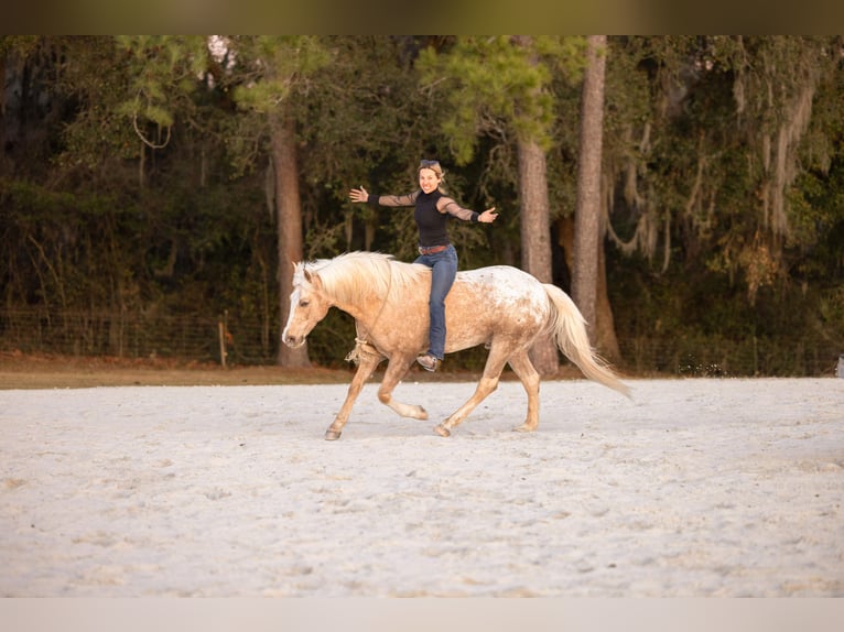 Connemara Mestizo Caballo castrado 6 años 150 cm Palomino in Ocala