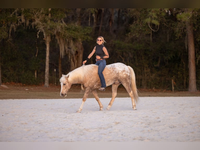 Connemara Mestizo Caballo castrado 6 años 150 cm Palomino in Ocala
