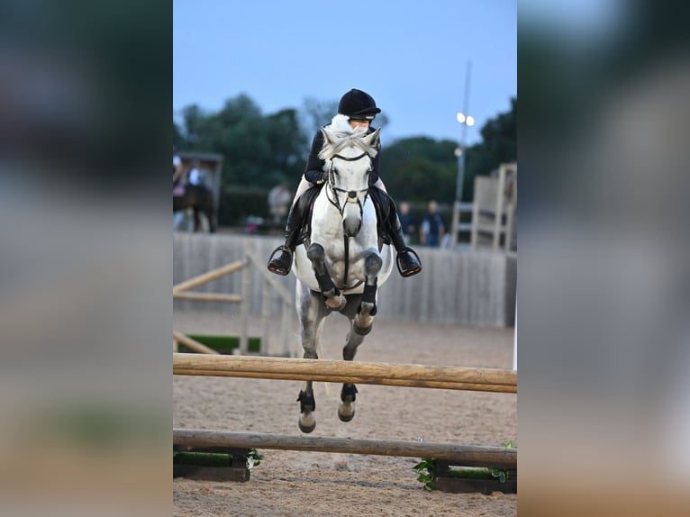 Connemara Caballo castrado 6 años 154 cm Tordo rodado in Havering-atte-Bower