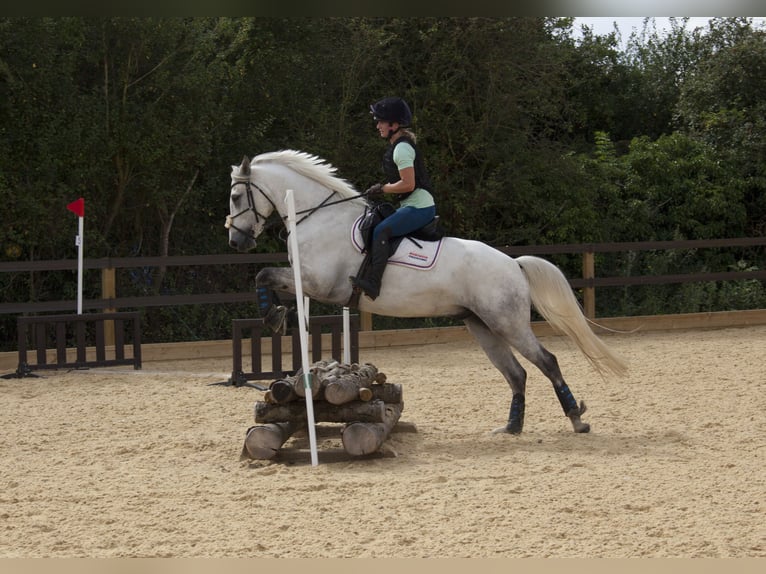 Connemara Caballo castrado 6 años 154 cm Tordo rodado in Havering-atte-Bower