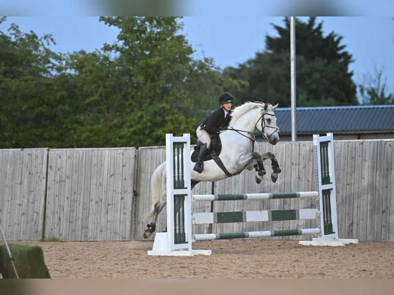 Connemara Caballo castrado 6 años 154 cm Tordo rodado in Havering-atte-Bower