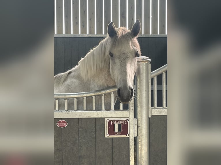 Connemara Caballo castrado 6 años 154 cm Tordo rodado in Havering-atte-Bower