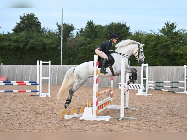 Connemara Caballo castrado 6 años 154 cm Tordo rodado in Havering-atte-Bower