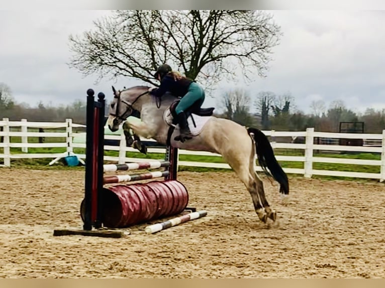 Connemara Caballo castrado 6 años 155 cm Bayo in Mountrath