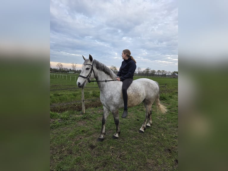 Connemara Caballo castrado 6 años 155 cm Tordo in Nieuwleusen