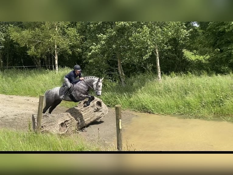 Connemara Caballo castrado 6 años 156 cm Tordo rodado in Westmeath