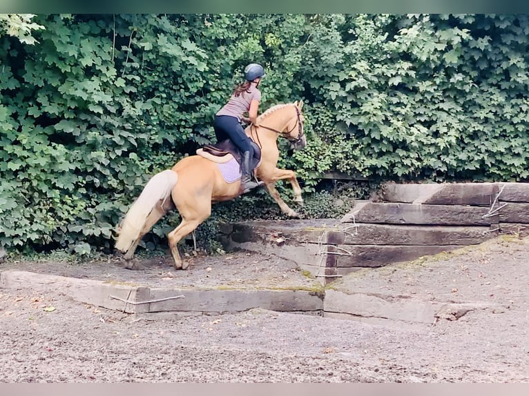 Connemara Caballo castrado 6 años 157 cm Palomino in Mountrath