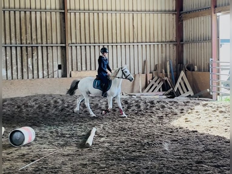 Connemara Caballo castrado 7 años 138 cm Tordo in Sligo