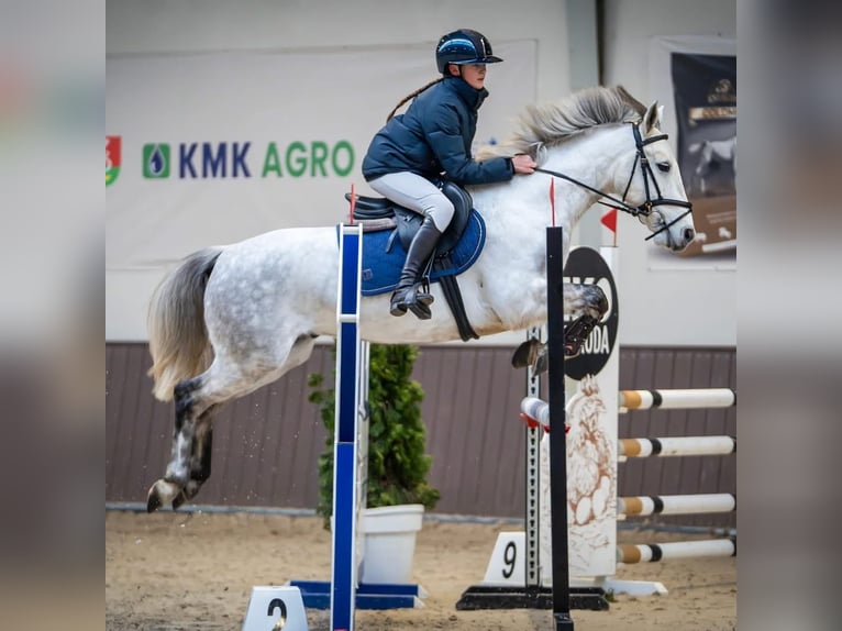 Connemara Caballo castrado 7 años 146 cm Tordo in WrocławWrocław