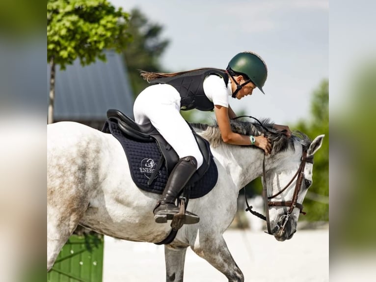 Connemara Caballo castrado 7 años 146 cm Tordo in WrocławWrocław