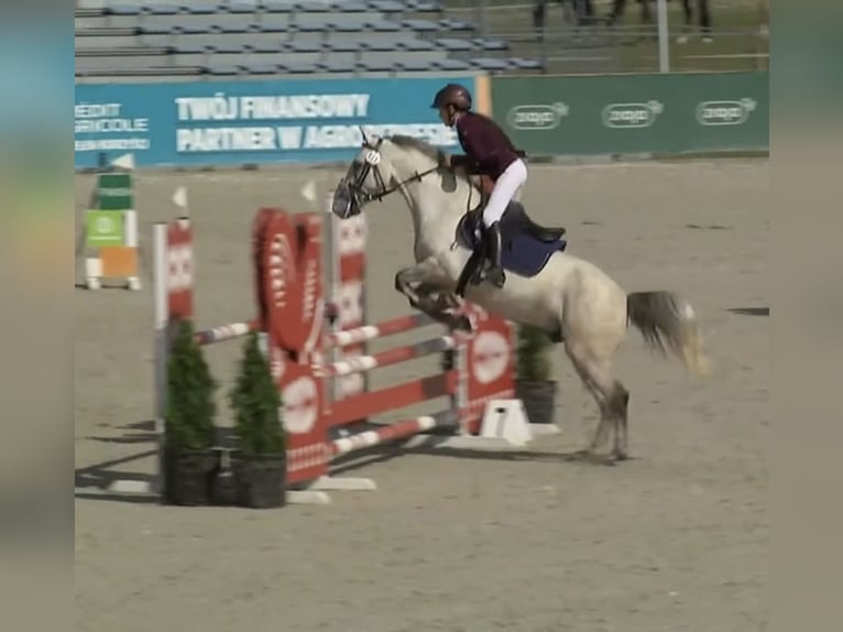 Connemara Caballo castrado 7 años 146 cm Tordo in WrocławWrocław