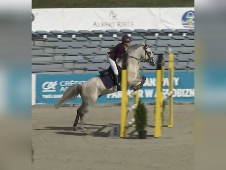 Connemara Caballo castrado 7 años 146 cm Tordo in WrocławWrocław