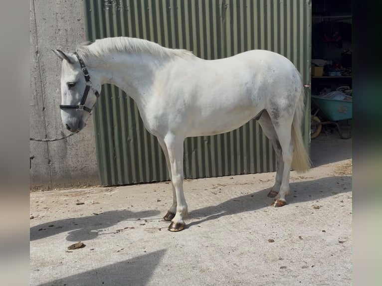 Connemara Caballo castrado 7 años 147 cm Porcelana in Sligo