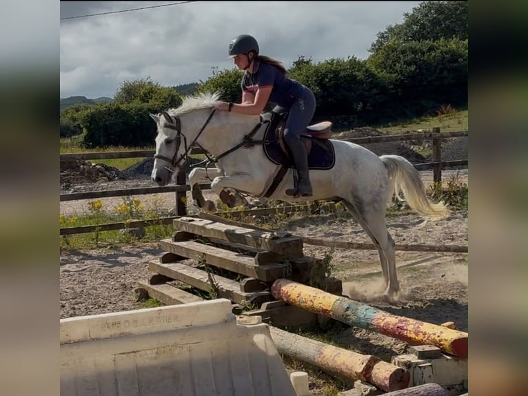 Connemara Caballo castrado 7 años 147 cm Porcelana in Sligo
