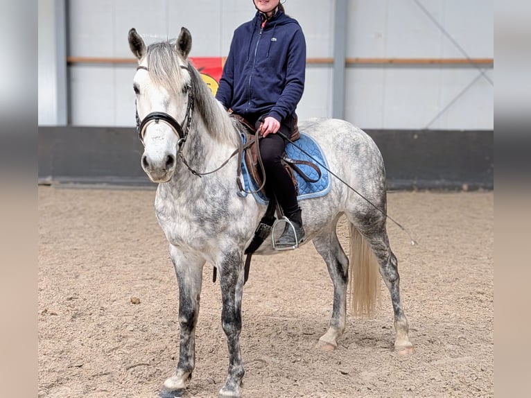Connemara Mestizo Caballo castrado 7 años 147 cm Tordo rodado in Nettetal
