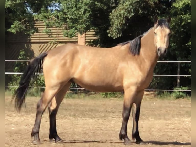 Connemara Caballo castrado 7 años 148 cm Bayo in Wesel