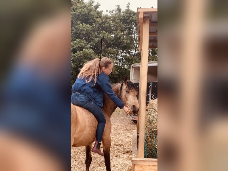 Connemara Caballo castrado 7 años 148 cm Bayo in Wesel