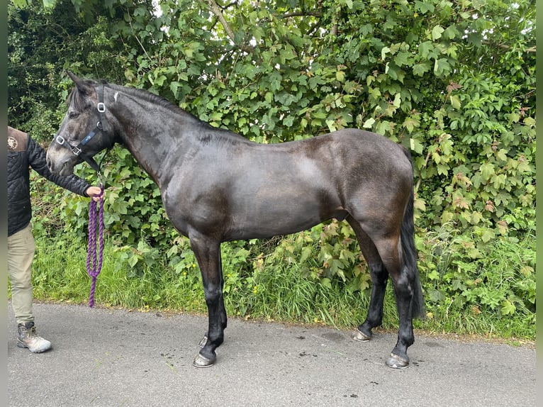 Connemara Caballo castrado 7 años 148 cm Bayo in Knockmore