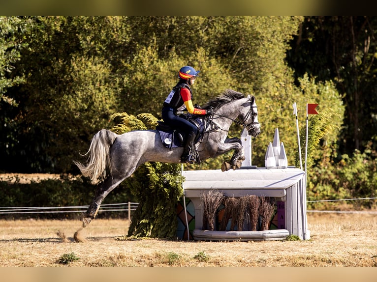 Connemara Caballo castrado 7 años 148 cm Tordo in Leganes