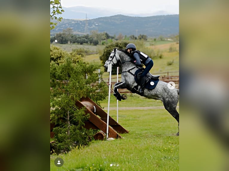 Connemara Caballo castrado 7 años 148 cm Tordo rodado in Leganes