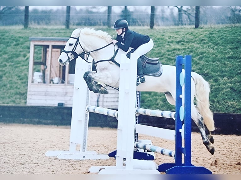 Connemara Caballo castrado 7 años 155 cm Tordo in Leicestershire