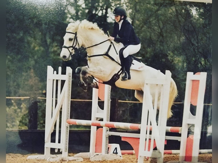 Connemara Caballo castrado 7 años 155 cm Tordo in Leicestershire