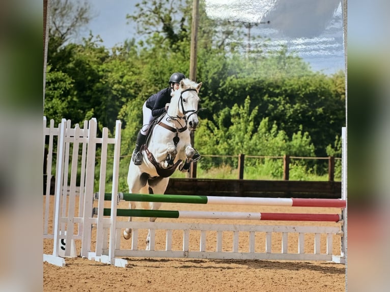 Connemara Caballo castrado 7 años 155 cm Tordo in Leicestershire