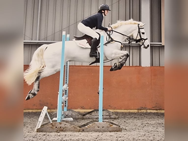 Connemara Caballo castrado 7 años 155 cm Tordo in Leicestershire