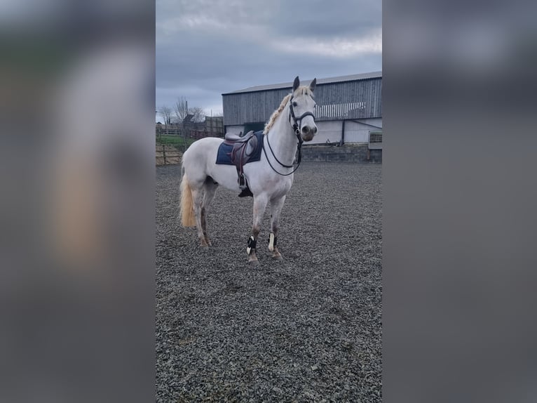 Connemara Caballo castrado 7 años 155 cm Tordo in Leicestershire