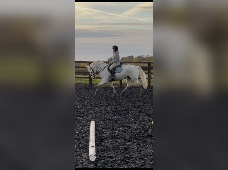 Connemara Caballo castrado 7 años 155 cm Tordo in Leicestershire