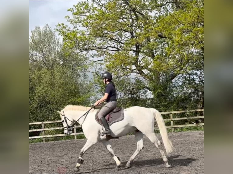 Connemara Caballo castrado 7 años 155 cm Tordo in Leicestershire