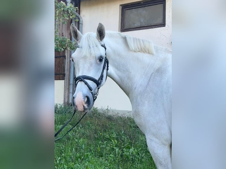 Connemara Caballo castrado 7 años 158 cm Tordo in Karlsruhe